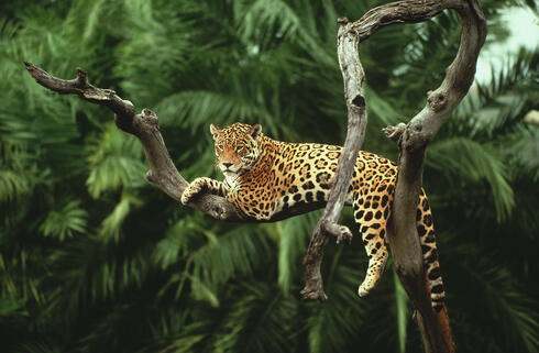 Jaguar in a tree