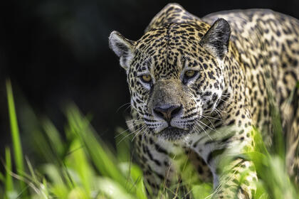 Jaguar stalks prey with dark background