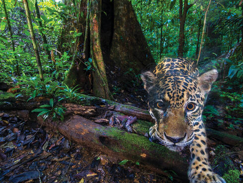 Jaguar captured looking at camera trap