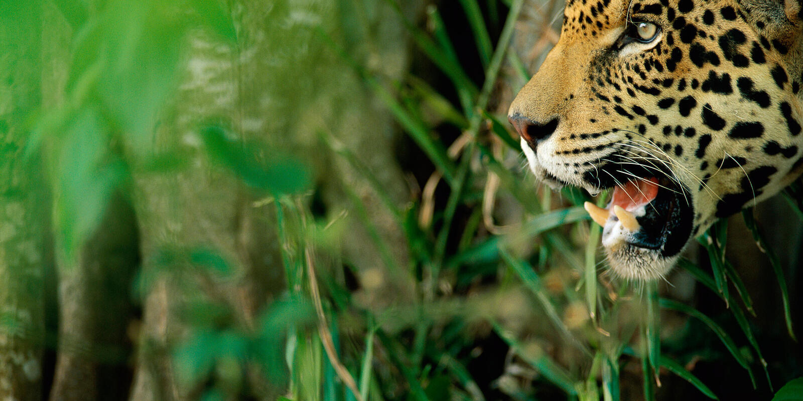 5 amazing animals that live in the Pantanal—and need our help | Stories |  WWF