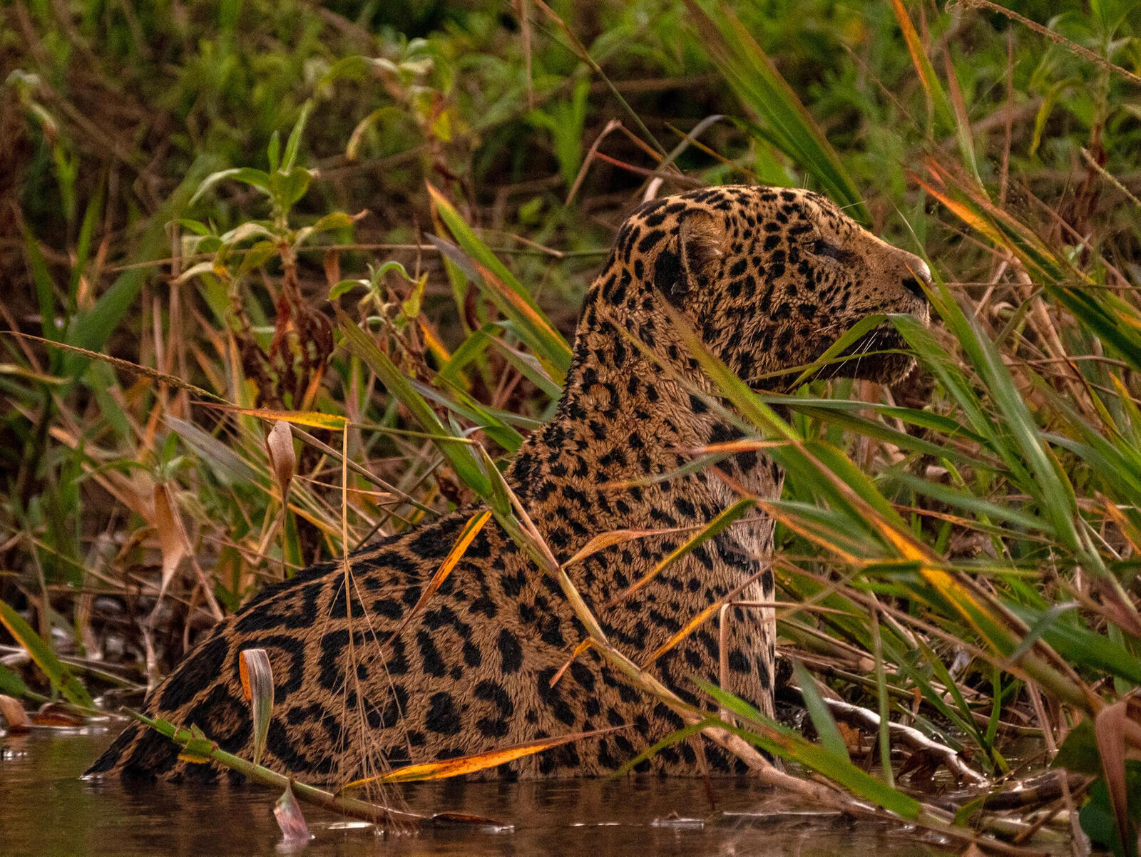 An alert jaguar in foliage