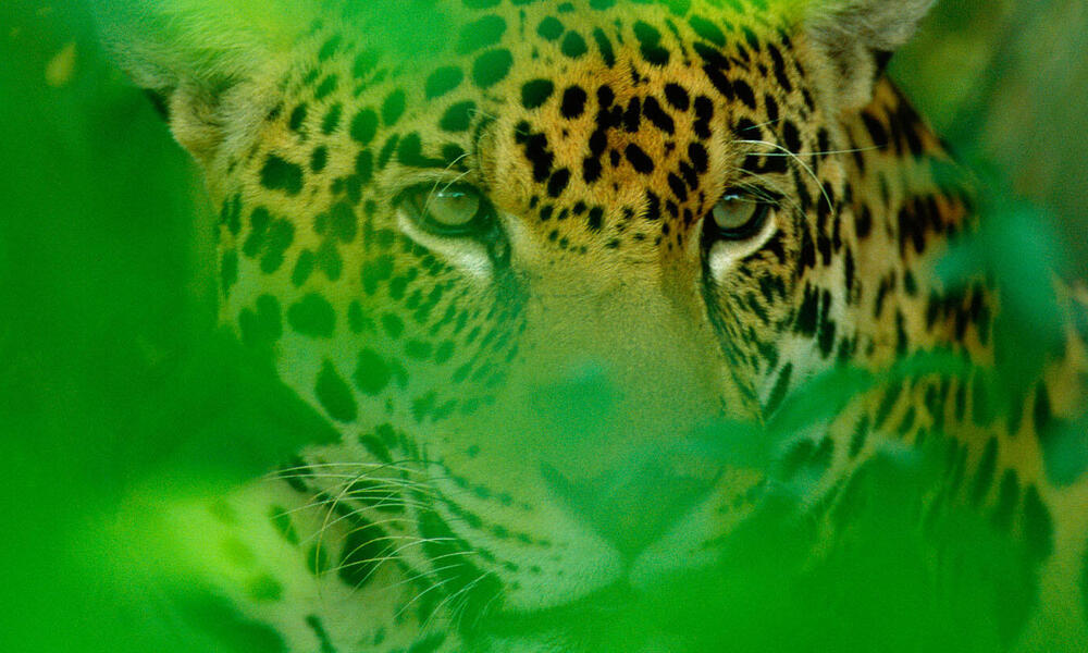 Jaguar in the Pantanal