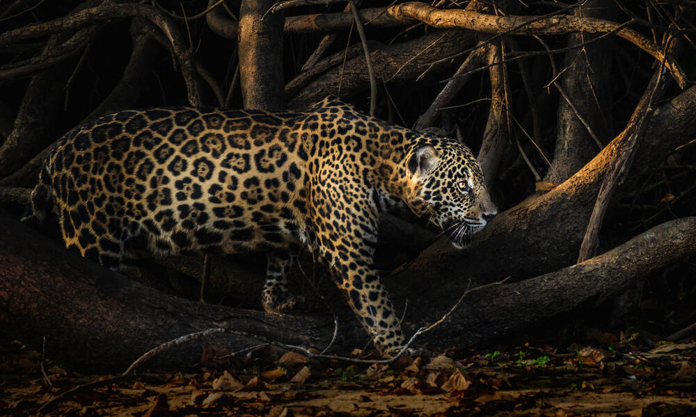 A side view of an adult jaguar walking in front of large tangled tree branches