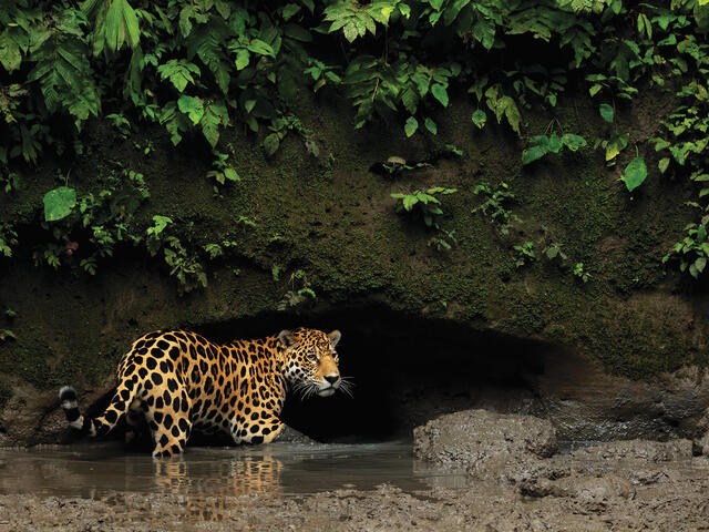 Jaguar standing in river beneath cave opening