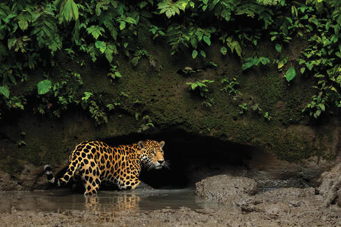 Jaguar standing in river beneath cave opening