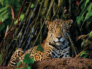 Jaguar lying down watching camera