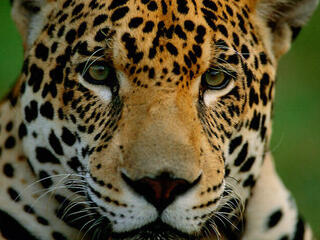 Close up of a jaguar's face