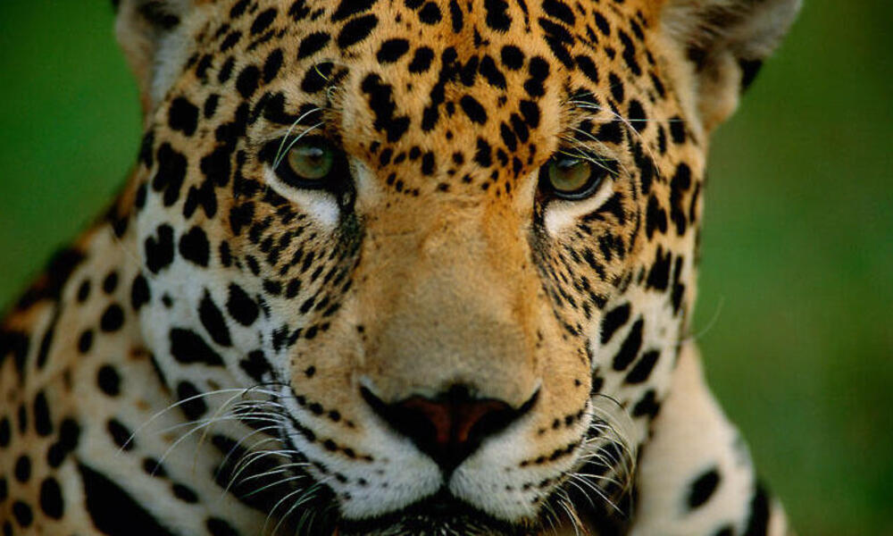 Close up of a jaguar's face