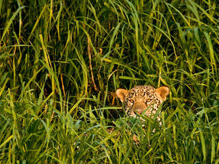 A jaguar looks out from tall green grass