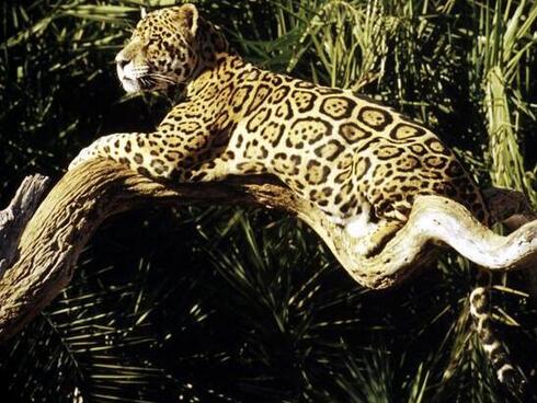 Jaguar in tree