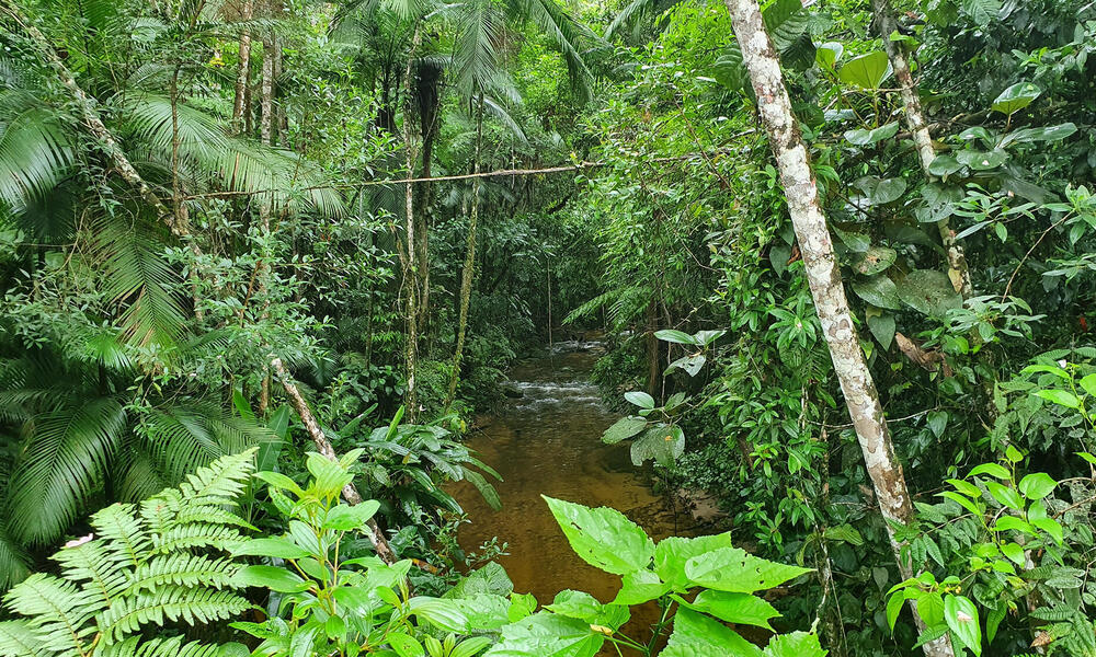 Restoring the jaguar corridor - Vimarsana News