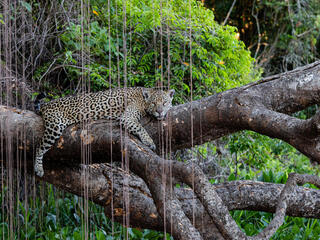 An adult jaguar laying on a thick brown tree branch in the jungle with green foliage in the background and brown reeds hanging in front