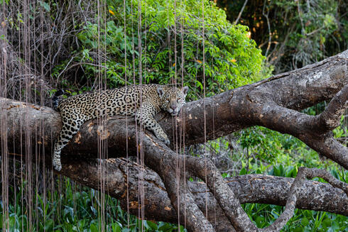 An adult jaguar laying on a thick brown tree branch in the jungle with green foliage in the background and brown reeds hanging in front