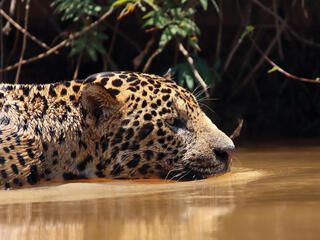 Closeup of jaguar resting in water