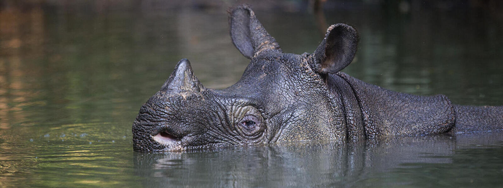 javan rhino