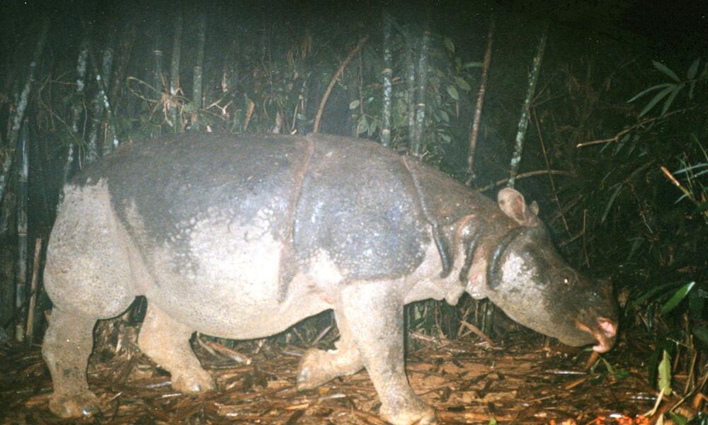 Javan Rhino 