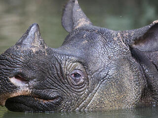 javan rhino