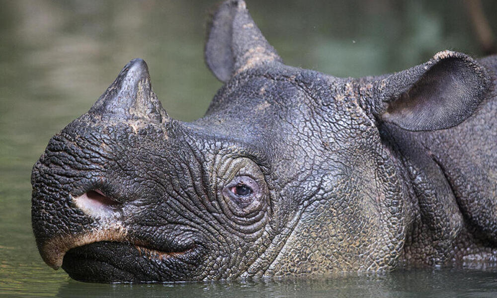 picture of javan rhinoceros