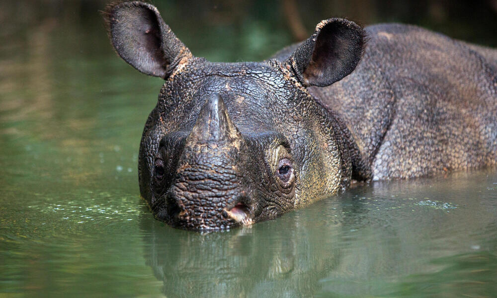 A rhino up to his nose in water