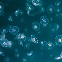 jellyfish in ocean