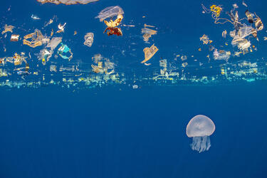 Jellyfish swims beneath a slick of plastic debris.