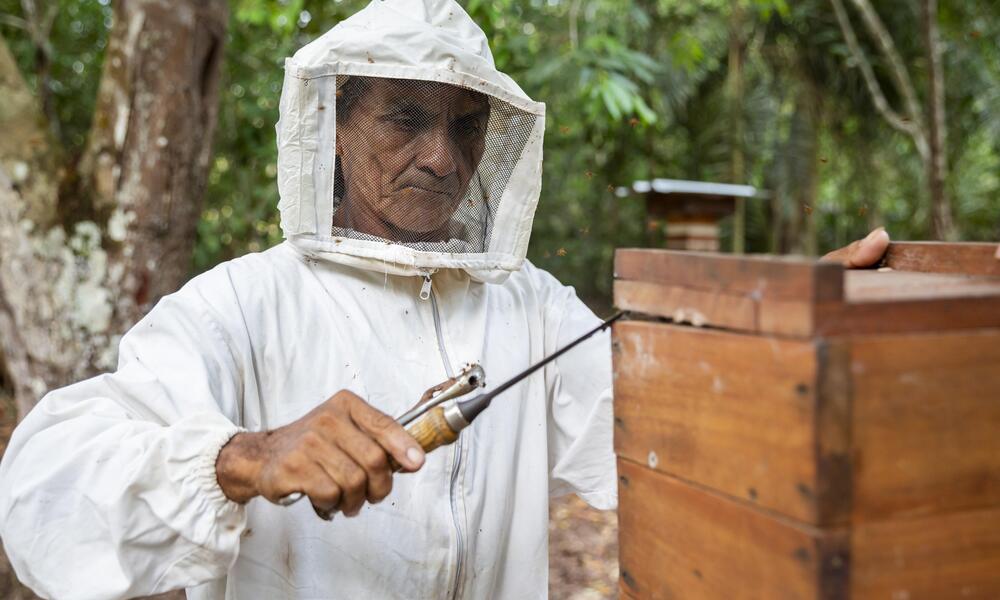 José Ivanildo Correa dos Santos harvests honey from stingless bees
