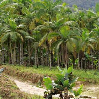 a group of palm trees at the edge of a forest