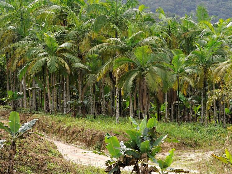 a group of palm trees at the edge of a forest