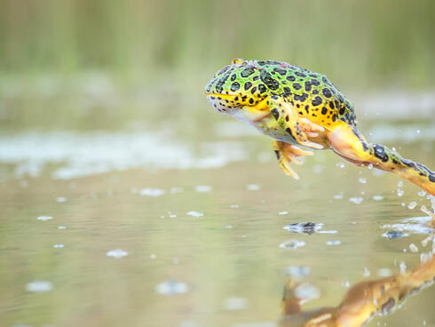 Jumping Amazon horned frog