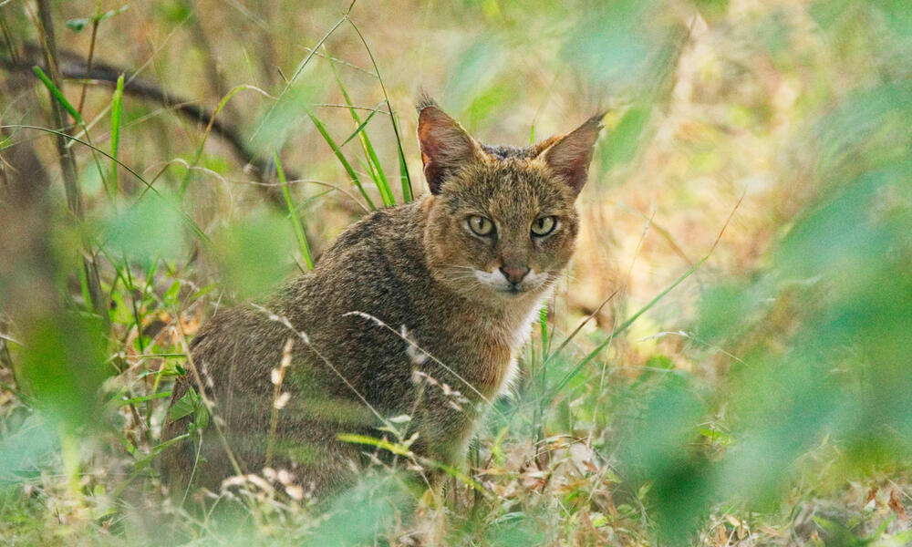Strengthening Conservation and Resilience of Globally-significant Wild Cat  Landscapes in India | Projects | WWF