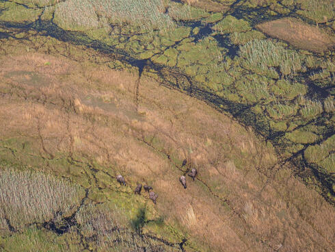 Aerial photo of elephants on grassy landscape