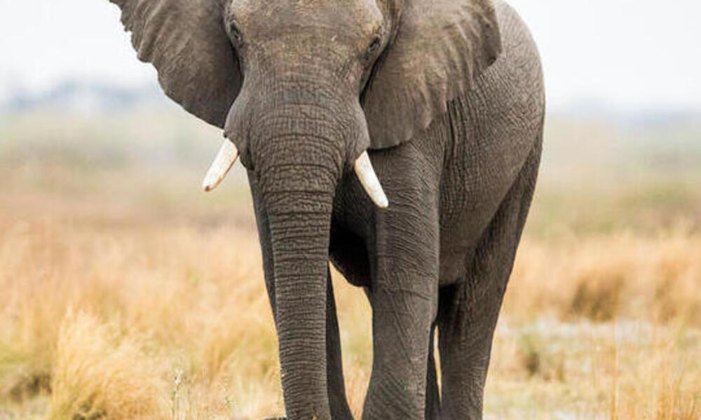 African elephant