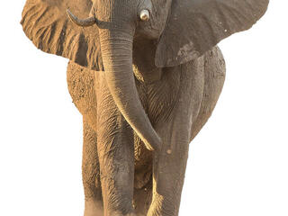 African elephant facing camera