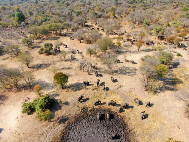 Aerial photo of many elephants grazing around a muddy watering hole