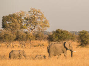 Line of 3 walking elephants with adult and young in bright sunshine