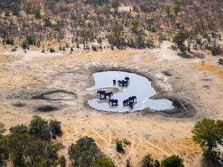 Aerial photo of a group of elephants in a small watering hole