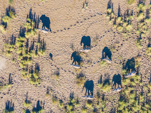 Aerial photo of elephants leaving trails in mud