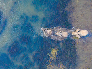 Aerial photo of three elephants wading through water