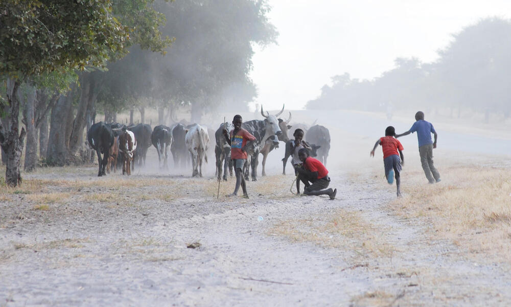 Kids following cattle on dirt road