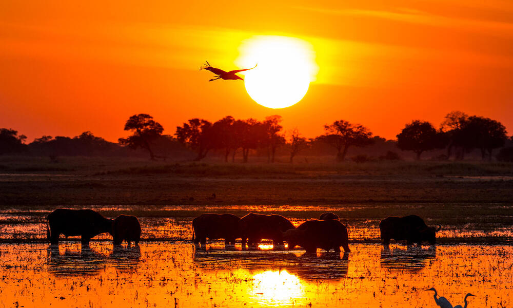 Silhouette of an African buffalos standing and a Marabou stork flying in a bright orange sunset.