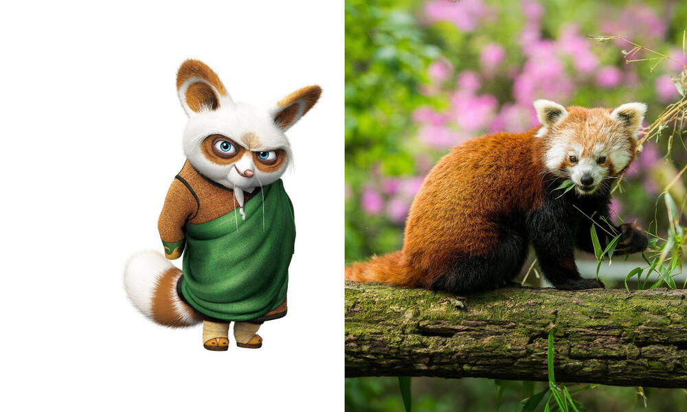 Master Shifu and a red panda