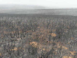 Aerial view of one person walking through a burnt forest