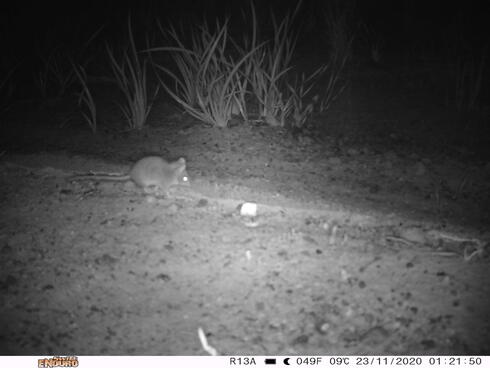 Black and white image of a small mouse-like Kangaroo Island Dunnart  seen running along the ground at night