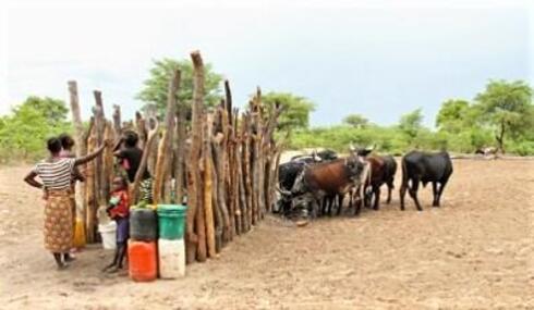 Kapau community members standing with their cattle