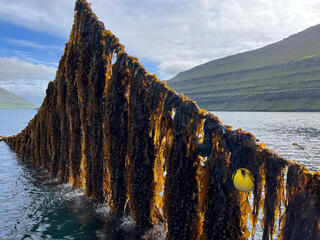 Kelp on a line at seaweed farm