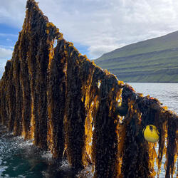 Kelp on a line at seaweed farm