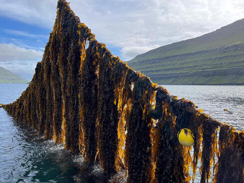 Kelp on a line at seaweed farm