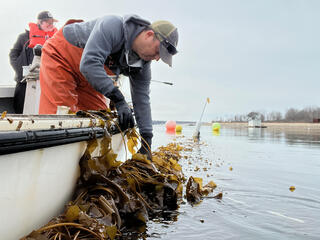 Kelp farmer Nate Johnson pulls up farmed kelp out of the water from his boat.