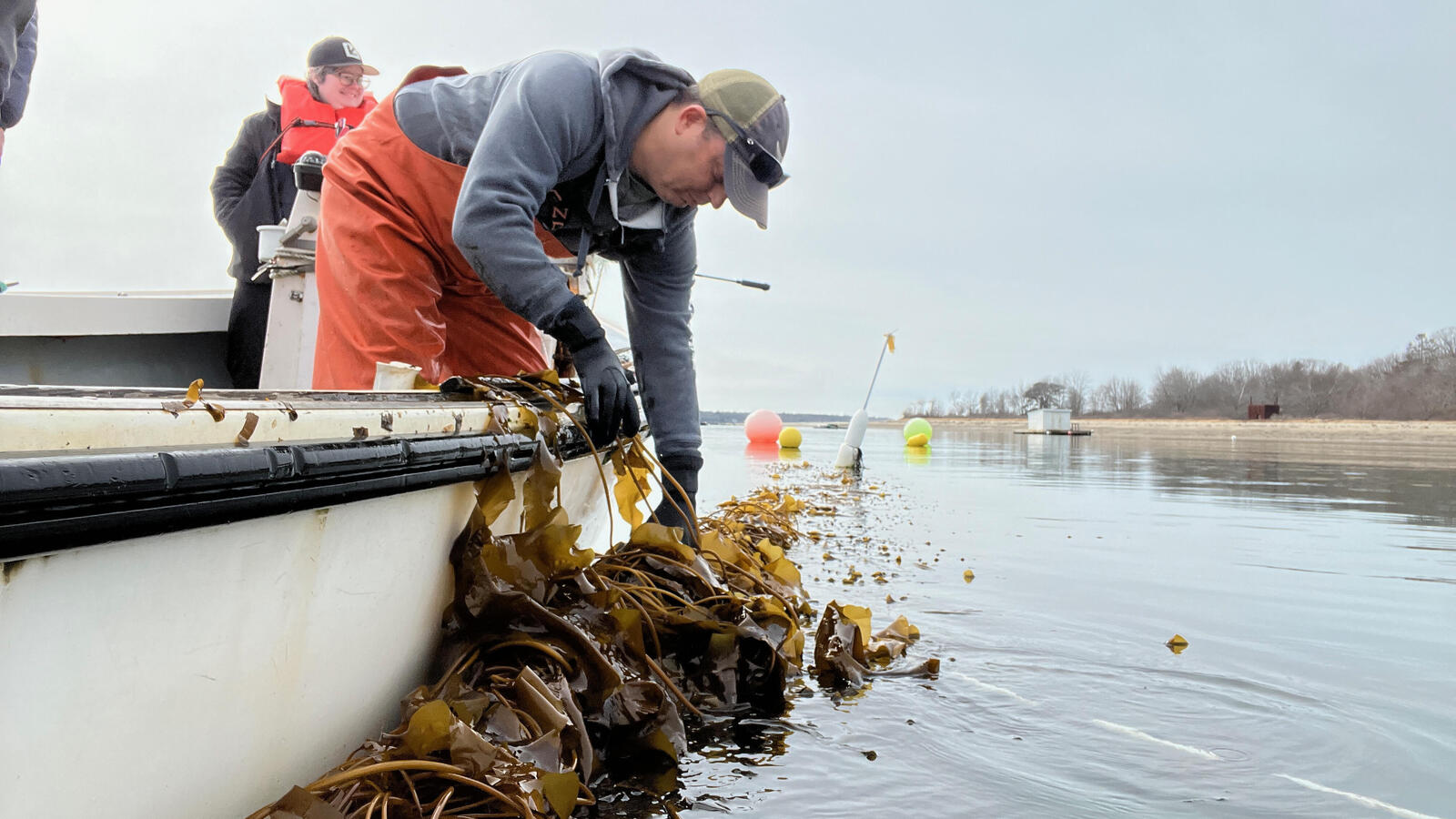 Kelp farmer Nate Johnson pulls up farmed kelp out of the water from his boat.