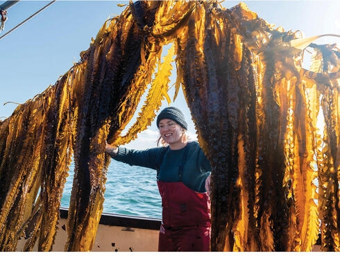 Kelp farmer among hanging catch